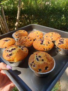 Wild Blueberry Muffins Recipe-Family Cooking Recipes